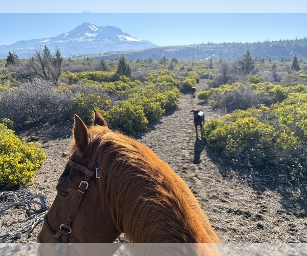 Medium Photo #8  Breeder Profile in HAMMOND RANCH, CA, USA