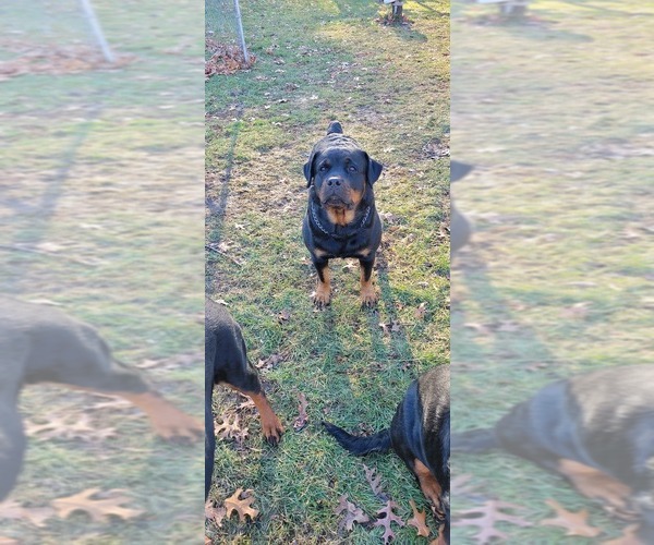 Medium Photo #2  Breeder Profile in GENEVA, NY, USA