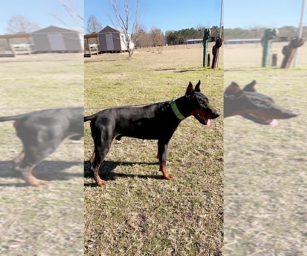 Medium Photo #8  Breeder Profile in CORRIGAN, TX, USA
