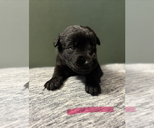 Medium Photo #3  Breeder Profile in PLANT CITY, FL, USA