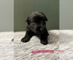 Small #2 Breeder Profile image