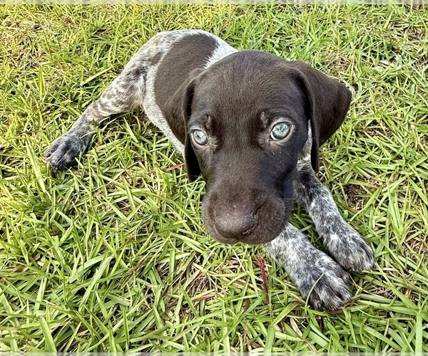 Medium Photo #20  Breeder Profile in LYONS, GA, USA