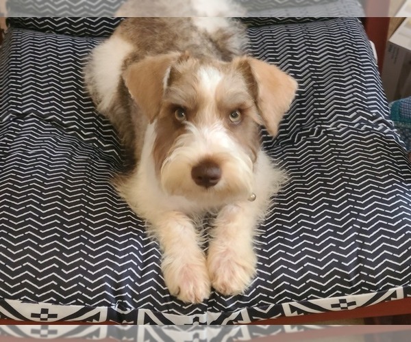 Medium Photo #1  Breeder Profile in BUCKHOLTS, TX, USA