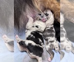 Small #2 Breeder Profile image