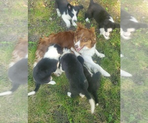 Border Collie Dog Breeder near MORRIS, MN, USA