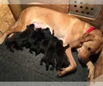Small breeder photo