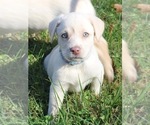 Small #50 Breeder Profile image