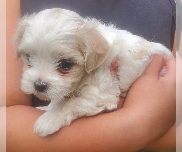 Medium Photo #1  Breeder Profile in CHAMBERSBURG, PA, USA