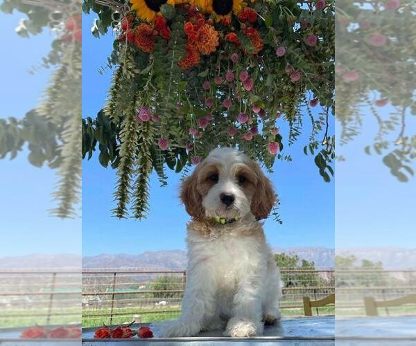 Medium Photo #1  Breeder Profile in GROVER BEACH, CA, USA