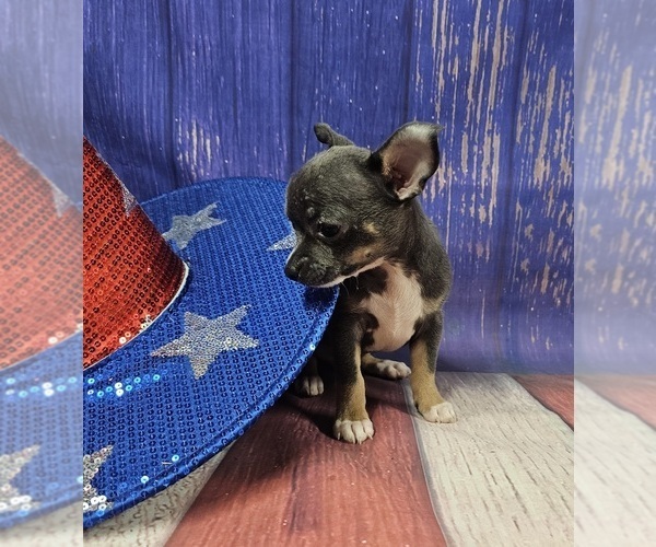 Medium Photo #3  Breeder Profile in HOMERVILLE, GA, USA