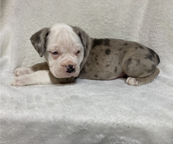 Medium Photo #45  Breeder Profile in CHETEK, WI, USA