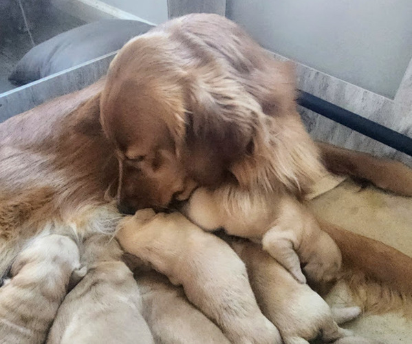 Medium Photo #1  Breeder Profile in ELMER, NJ, USA