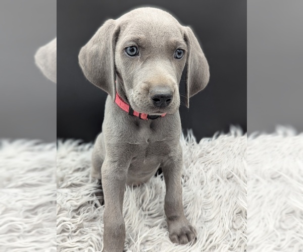 Medium Photo #4  Breeder Profile in EVART, MI, USA