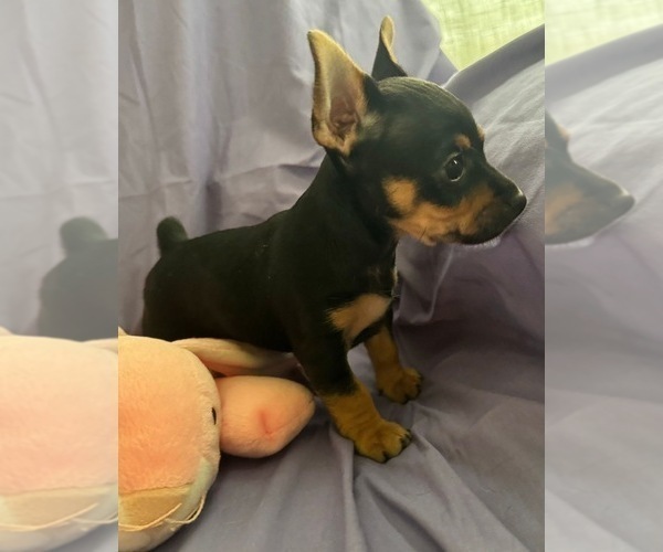 Medium Photo #24  Breeder Profile in WHITAKERS, NC, USA
