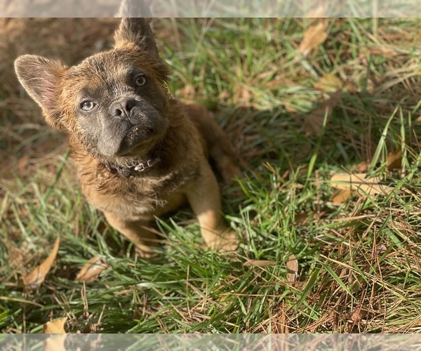 Medium Photo #9  Breeder Profile in SNELLVILLE, GA, USA