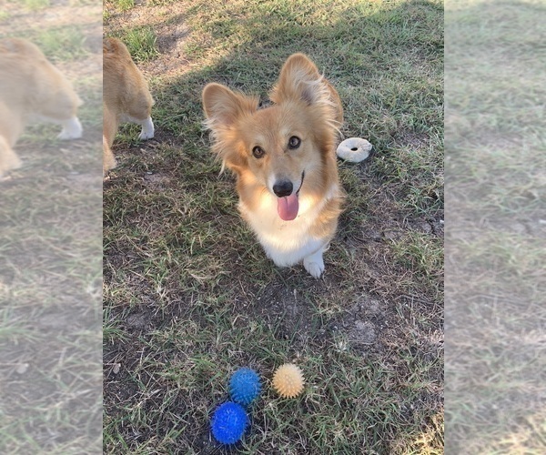 Medium Photo #3  Breeder Profile in MIDLOTHIAN, TX, USA