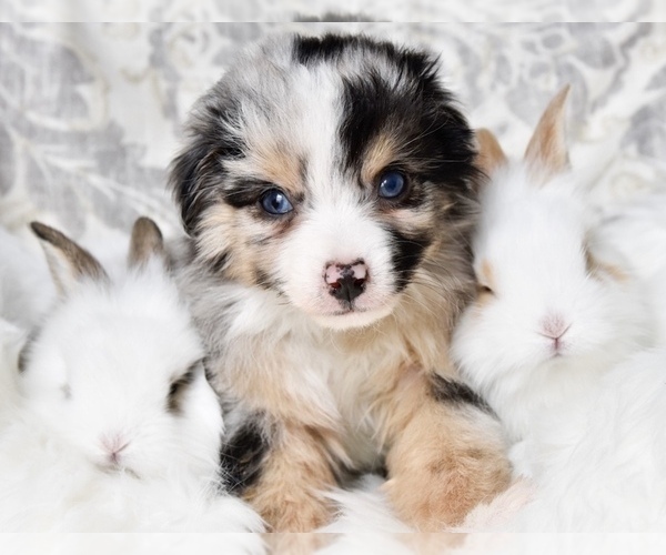 Medium Photo #7  Breeder Profile in CHICKASHA, OK, USA