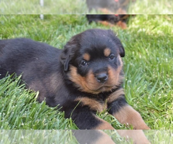 Medium Photo #32  Breeder Profile in OAK GLEN, CA, USA