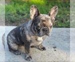 Small #9 Breeder Profile image