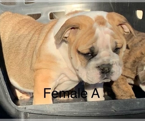 Medium Photo #5  Breeder Profile in VICTORVILLE, CA, USA