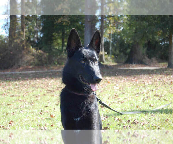 Medium Photo #1  Breeder Profile in BEULAVILLE, NC, USA