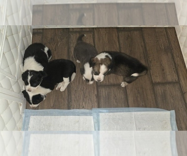 Medium Photo #1  Breeder Profile in STERLING, IL, USA