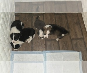 American Bully-Goberian Mix Dog Breeder near STERLING, IL, USA