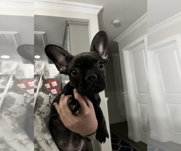 Medium Photo #1  Breeder Profile in DOWNEY, CA, USA