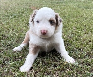 Miniature Australian Shepherd Dog Breeder near BEEBE, AR, USA