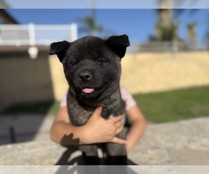 Medium Breeder Profile Photo