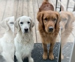 Small #10 Breeder Profile image