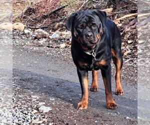 Rottweiler Dog Breeder near GRANTS PASS, OR, USA