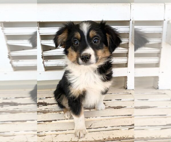 Medium Photo #1  Breeder Profile in CLEVELAND, MO, USA