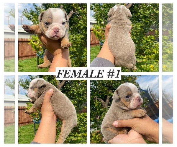 Medium Photo #1  Breeder Profile in REDLANDS, CA, USA