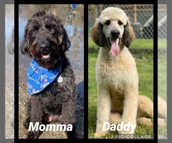 Medium Photo #1  Breeder Profile in HILMAR, CA, USA