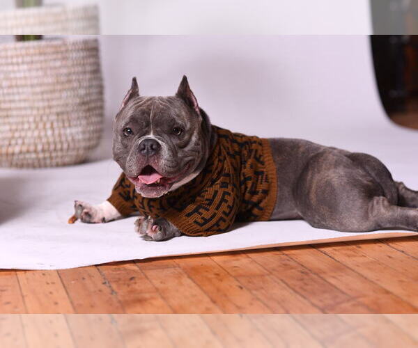 Medium Photo #1  Breeder Profile in FLOSSMOOR, IL, USA