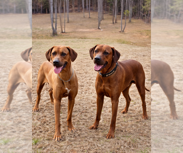 Medium Photo #3  Breeder Profile in BUMPASS, VA, USA