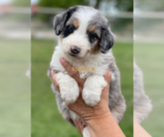 Small breeder photo