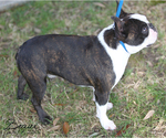 Small Photo #3  Breeder Profile in MOSELLE, MS, USA