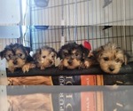 Small #191 Breeder Profile image