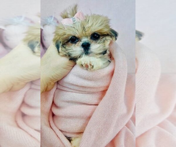Medium Photo #30  Breeder Profile in WEST PALM BEACH, FL, USA