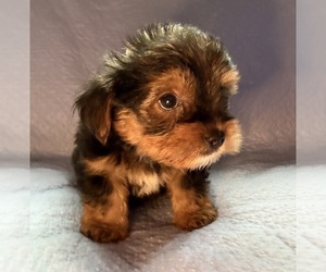 Yorkshire Terrier Dog Breeder near CARVER, MA, USA