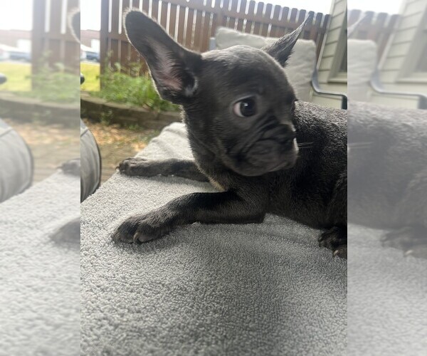 Medium Photo #21  Breeder Profile in FORT WAYNE, IN, USA