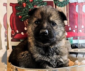 German Shepherd Dog Dog Breeder near WALKER, IA, USA