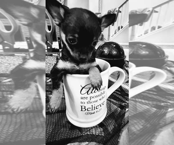 Medium Photo #1  Breeder Profile in QUAKERTOWN, PA, USA