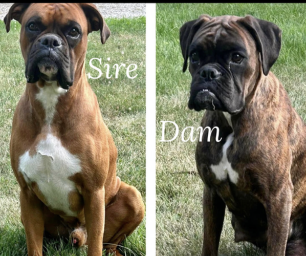 Medium Photo #1  Breeder Profile in SHERIDAN, IN, USA