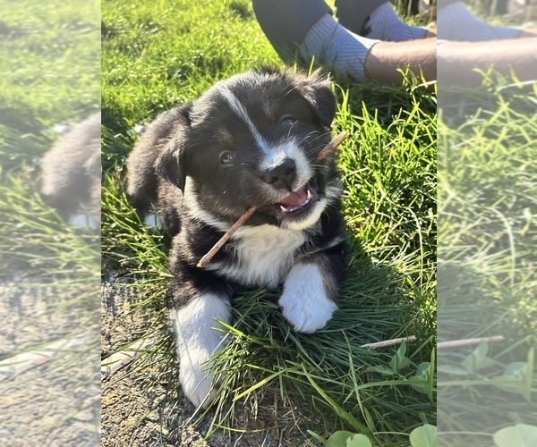 Medium Photo #3  Breeder Profile in BERLIN, MA, USA