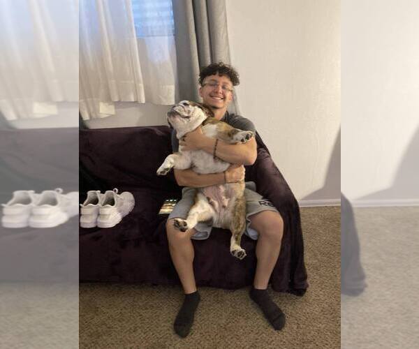 Medium Photo #1  Breeder Profile in DENVER, CO, USA