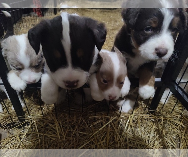 Medium Photo #1  Breeder Profile in COKATO, MN, USA