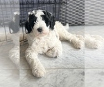 Small breeder photo